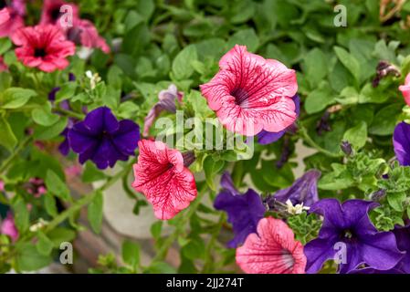 Petunia atkinsiana bunte Blumen Stockfoto