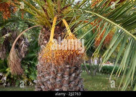 Phoenix canariensis Palmen Stockfoto