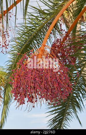 Phoenix canariensis Palmen Stockfoto