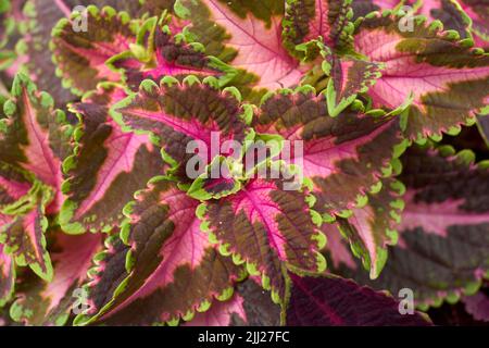 Plectanthrus scutellarioides farbenfrohe Blätter Stockfoto