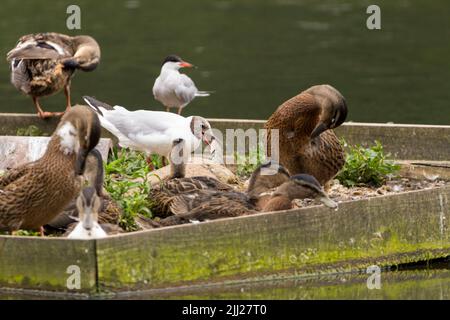 Schwarzkopfmöwe larus ridibundus, der einen Fisch auf einer festgetäuten Insel mit Seeseeschwalbe frisst. Sommergefieder dunkelbraune Kapuze grau oben weiß Unterseite rot Schnabel Stockfoto