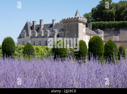 Chateau de Villandry im Loire-Tal. Foto aus dem Ziergarten mit lila russischen Salbei Perovskia Blumen im Vordergrund. Stockfoto