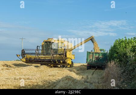 An einem warmen Sommerabend im Gal of Glamorgan den Weizen mit einem massiven gelben Mähdrescher einbringen. Stockfoto