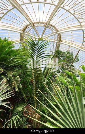 Eine vertikale Aufnahme von wunderschönen Palmen in den Kew Gardens, Großbritannien Stockfoto