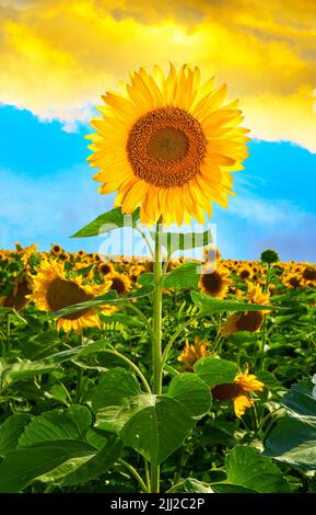 Reife Sonnenblume an einem sumpfigen sonnigen Tag vor blauem Himmel. Schöne Aussicht auf Sonnenblumenfeld in den Farben der ukrainischen Flagge. Ukraine Stockfoto
