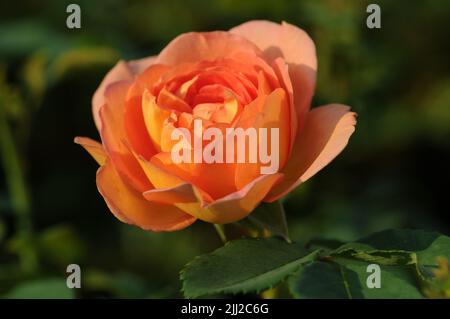 Nahaufnahme Lady of Shalott David Austin Englische Rose Orange Farbe Stockfoto