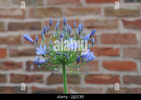 Agapanthus Africal Lily Blue Globe Blütenkopf Stockfoto