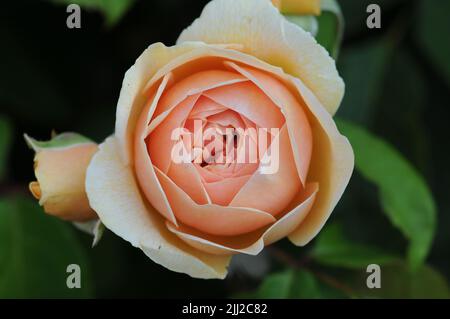 David Austin Rosa Süße Juliet Apricot Farbe Stockfoto