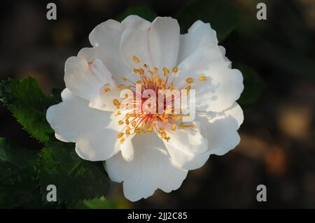 Rosa Jacqueline Du Pre White Rose Makro Stockfoto