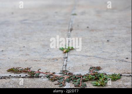 Pursloganes Unkraut, das durch einen Riss und eine Fuge zwischen zwei Betonplatten wächst. Stockfoto