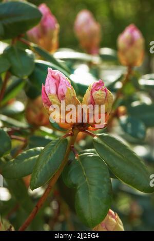 Nahaufnahme von Azaleen, die im Sommer in einem Garten im Hinterhof blühen. Zoom der Rhododendron blühenden Pflanzen, die im Frühling in einem Naturpark blühen und gedeihen Stockfoto