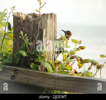 Porträt des Spechtvogels am Zaun Stockfoto