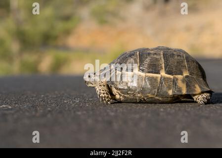 An einem sonnigen Tag überquert eine kleine Landschildkröte die Straße. Stockfoto