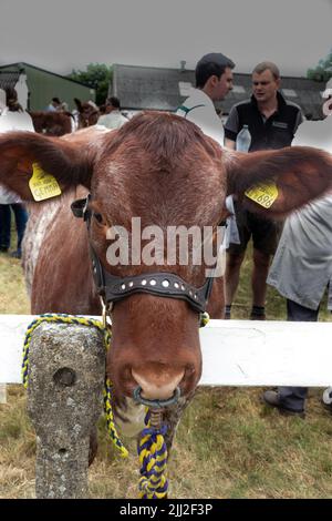 Kopf der jungen Kuh nennen Meonhill Gemma Kurzdorn mit Ring durch die Nase gebunden an Geländer während der Show Klassen auf der Great Yorkshire Show England Stockfoto