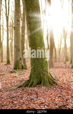 Baumstamm bedeckt mit Moos in einem bunten Wald im Freien in der Natur. Landschaft von Algen bedeckt Stängel in einem ruhigen, friedlichen natürlichen Wald mit Stockfoto