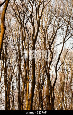 Herbstansicht des trockenen Buchenwaldes Hintergrund in dichten, abgelegenen oder ländlichen Wäldern in Norwegen. Textur Detail von Holz wächst für Holz in heiter Stockfoto