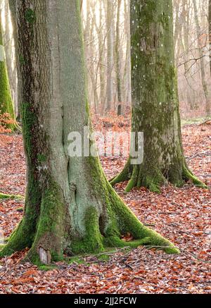 Schöne Bäume im Wald mit toten braunen Blättern auf dem Boden im Wald an einem kalten Tag im späten Winter. Landschaft von mystischen Wald während der Stockfoto