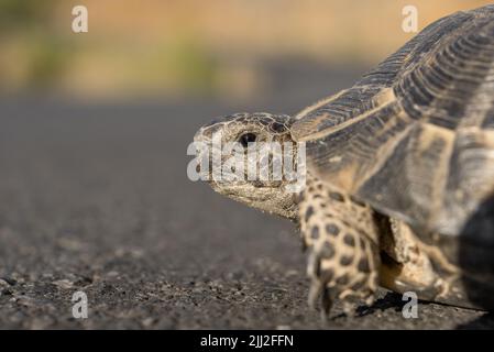 Der Kopf einer mediterranen Landschildkröte vor dem Hintergrund von Asphalt. Nahaufnahme. Stockfoto