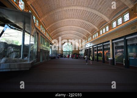 Im neu renovierten Kovler Lion House im Lincoln Park Zoo in Chicago. Stockfoto
