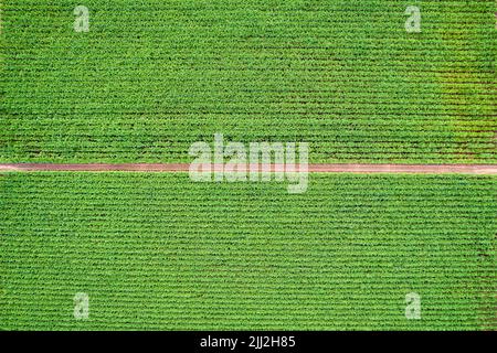Draufsicht auf kultivierten Gartenbau Biomassepflanze, die in Plantagen und Landstraßen in landwirtschaftlicher Landschaft wächst Stockfoto