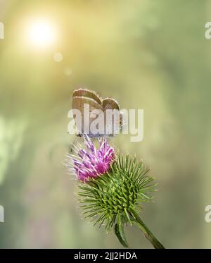 Ein Bild eines wilden schottischen Thistles. Wunderschöne lila Blume unterstützt und hell schönen Schmetterling. Stockfoto