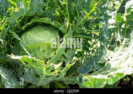 Kohl beschädigte Insekten Schädlinge Nahaufnahme, Blätter Kohl in Loch, von Larven Schmetterlinge und Raupen gefressen. Pflanzenkrankheiten Stockfoto