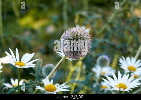 Nahaufnahme einer lilafarbenen Distelblume mit Gänseblümchen in einem Garten. Schöne Outdoor echinops mehrjährige blühende Pflanze mit einem grünen Stamm und Blättern Stockfoto