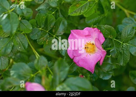 Stachelige Wildrose mit schwarzen Blattlausinsekten, die sich in einem Garten von Pollen ernähren. Nahaufnahme einer hübschen rosa blühenden Pflanze, die zwischen lebhaften Blättern blüht Stockfoto