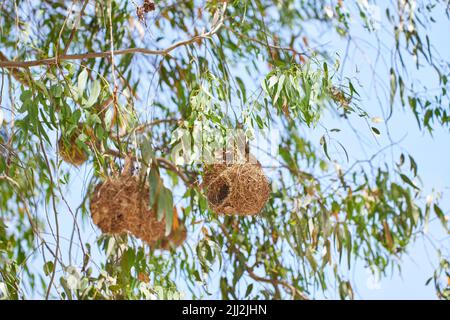 Blick auf das afrikanische Goldweber-Vogelnest in grünen Bäumen. Nahaufnahme Naturansicht von leeren Nestern hoch oben in der schönen Natur. Natürliche Szene mit Blau Stockfoto