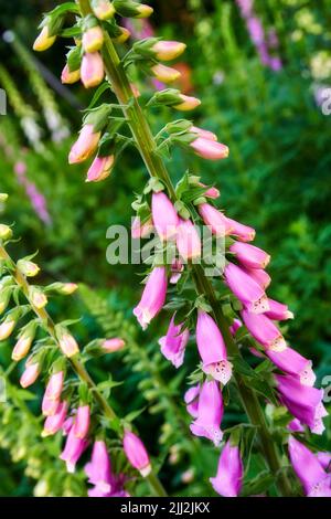 Schöne rosa Fuchshandschuh Blumen blühen in einem Garten in einem Hinterhof. Helle und lebendige Pflanzen blühen an einem Frühlingstag im Freien in der Natur. Üppig Stockfoto