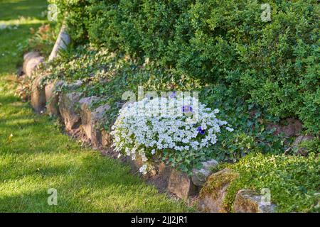 Weiße staubige Müller und lila Stiefmütterchen Blumen wachsen, blühen in üppigen, grünen und gepflegten Garten Blumenbeet. Cerastium tomentosum-Büsche Stockfoto