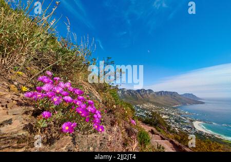 Nachlaufende Eispflanzen mit rosa Blütenköpfen, die draußen auf einem Berg in ihrem natürlichen Lebensraum wachsen. Ansicht von lampranthus spectabilis, einer Art von Stockfoto