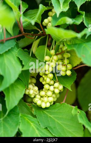 Chinesische Magnolienrebe, Schisandra chinensis. Das Konzept der natürlichen Substanzen für die Gesundheitsförderung. Stockfoto