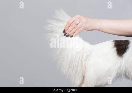 Pistenraupe schneidet den Schwanz des Hundes. Stockfoto