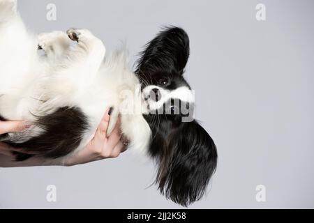 Lustiger papillon Hund mit hängenden Ohren auf grauem Hintergrund. Stockfoto