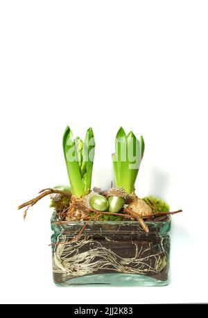 Natürliche Pflanzenanordnung von grünen Blütenknospen isoliert auf weißem Hintergrund. Rustikales lebendiges Bouquet von Hyazinthbirnen, die in klarem Glas mit Moos wachsen Stockfoto