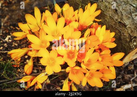 Blick über die gelben Krokusblüten, die in mineralreichen und nahrhaften Böden in einem privaten, gepflegten und abgeschiedenen Hausgarten wachsen. Strukturierte Nahaufnahme Stockfoto