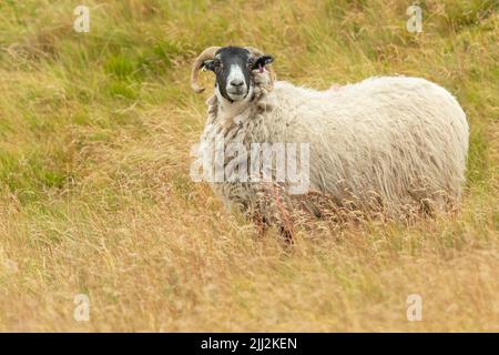 Schottische Schwarzgesicht-Mutterschafe, oder weibliche Schafe mit lockigen Hörnern und dickem Vlies, stand im üppigen Sommer grousemoor Lebensraum in Swaledale, North Yorkshire. Fac Stockfoto