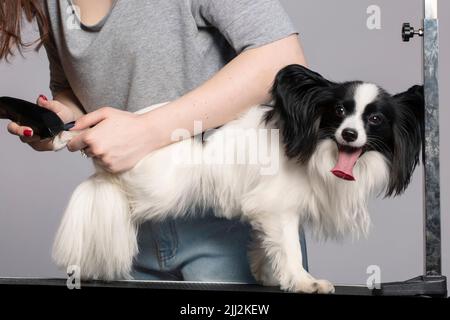 Der Pistenbulle macht einen Haarschnitt für den Hund auf dem Tisch im Tiersalon. Hundepflege im Friseursalon Stockfoto