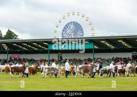 Great Yorkshire Show, Harrogate, Großbritannien. 15. Juli 2022. Die Grand Cattle Parade im Hauptring bei der Great Yorkshire Show am letzten Tag mit Preisgeld winni Stockfoto