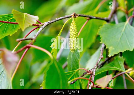 Silberbirke (betula pendula), Nahaufnahme einer einsamen unreifen Frucht, die an einem Ast zwischen den Blättern hängt. Stockfoto