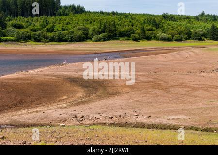 Extrem niedriger Wasserstand an einem britischen Stausee während einer Hitzewelle im Sommer (Llwyn Onn, Wales) Stockfoto