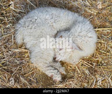 Zwei Monate alte Angora-Ziege schläft im Heu. Stockfoto