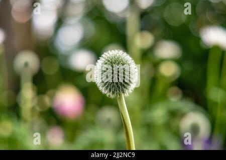 Blue Globe Thistle Blume in der Natur vor einem grünen verschwommen üppigen Park oder Garten im Sommer. Echinops close up bekannt als die standhafte ausdauernde oder Stockfoto