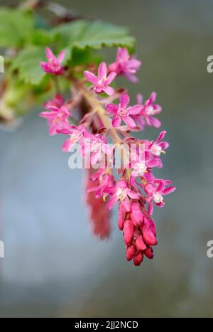 Farbenfrohe rosa Blüten wachsen in einem Garten. Nahaufnahme des schönen ribes sanguineum oder blühende Johannisbeeren mit lebendigen Blütenblättern der Stachelbeerenart Stockfoto