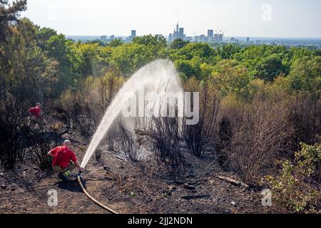 In ganz England bricht eine Reihe von Waldbränden aus, während die intensive Hitzewelle Rekordniveaus erreicht. Die Feuerwehr wurde kurz nach Mittag gerufen, um an einem Brand in den Wäldern von Shirley Hills Woods, einem der größten Parks Londons in Croydon, teilzunehmen. Obwohl niemand verletzt wurde, benötigte es vier Feuerwehrfahrzeuge und mehr als 25 Feuerwehrleute, um das Feuer unter Kontrolle zu bringen. Stockfoto