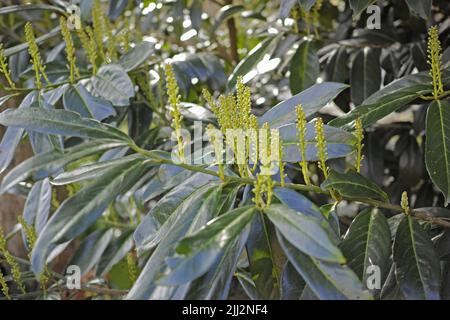 Nahaufnahme der Knospen einer Blume, die in einem Garten mit üppigen grünen Blättern zu blühen beginnt. Prunus laurocerasus oder englischer Kirsche Lorbeer aus der rosaceae-Art Stockfoto