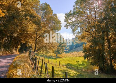 Herbst Landstraße auf einem Bauernhof. Gelbe Bäume Landschaft auf nachhaltiger Landwirtschaft Ackerland mit grasenden Tieren auf grüner Weide im Herbst Stockfoto