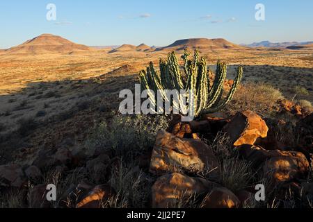 Ein Damara-Giftbaum (UPORbia virosa) in einer ariden Landschaft, Damaraland, Namibia Stockfoto