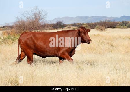 Eine Freilandkuh, die auf einem ländlichen Bauernhof in Südafrika im Grasland läuft Stockfoto